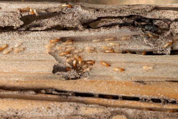 Woodland Park, NE Pest Control Company